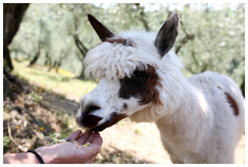 Ebby L Photography goes to Italy Photos
