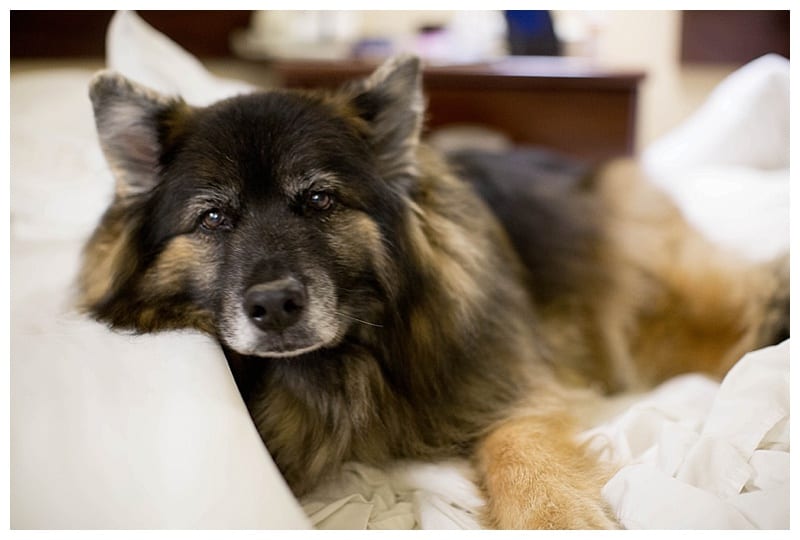 Bear in the hotel by Ebby L Photography
