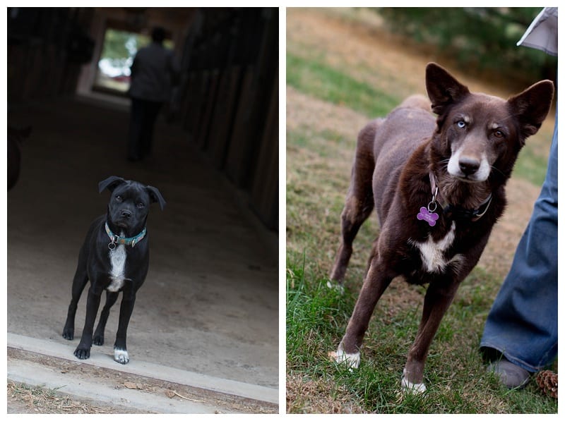 Horse Loving MSHS Senior at Country Farm in Mahomet, IL Photos by Ebby L Photography