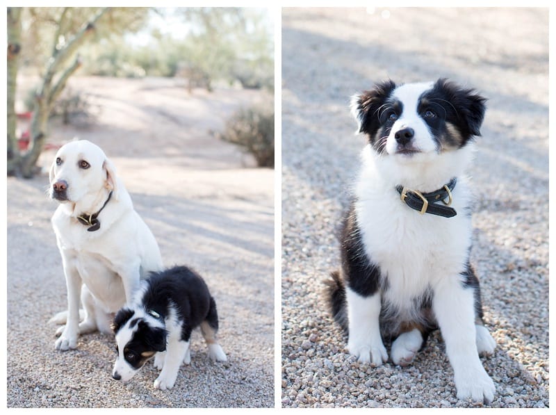 Pretty in Pink Family Photos in Scottsdale, Arizona Photos_0353