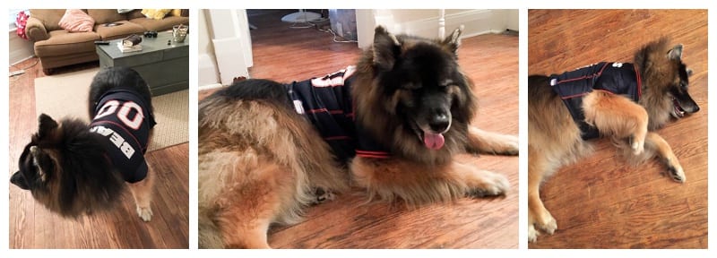 German Shepherd Husky Malamute Mix Photos