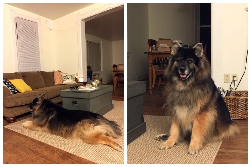 German Shepherd Husky Malamute Mix Photos