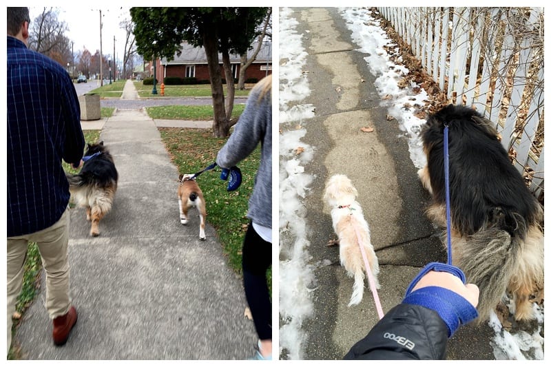 German Shepherd Husky Malamute Mix Photos