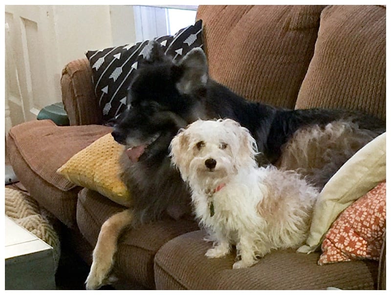 German Shepherd Husky Malamute Mix Photos