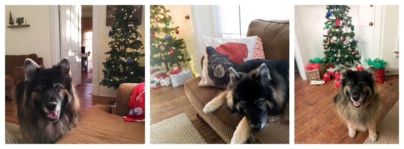 German Shepherd Husky Malamute Mix Photos