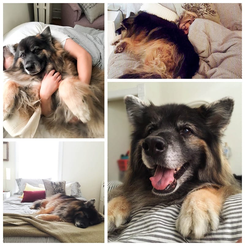 German Shepherd Husky Malamute Mix Photos
