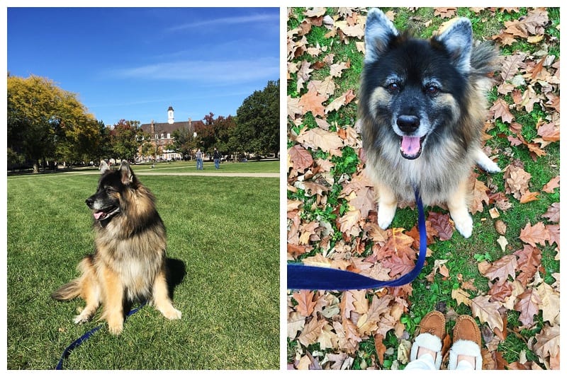 German Shepherd Husky Malamute Mix Photos