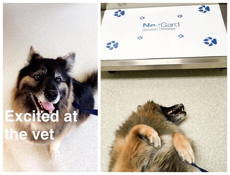 German Shepherd Husky Malamute Mix Photos