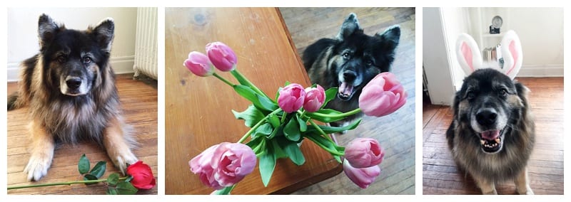 German Shepherd Husky Malamute Mix Photos