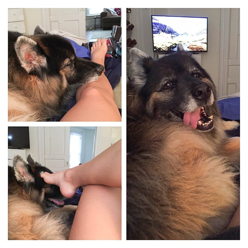 German Shepherd Husky Malamute Mix Photos