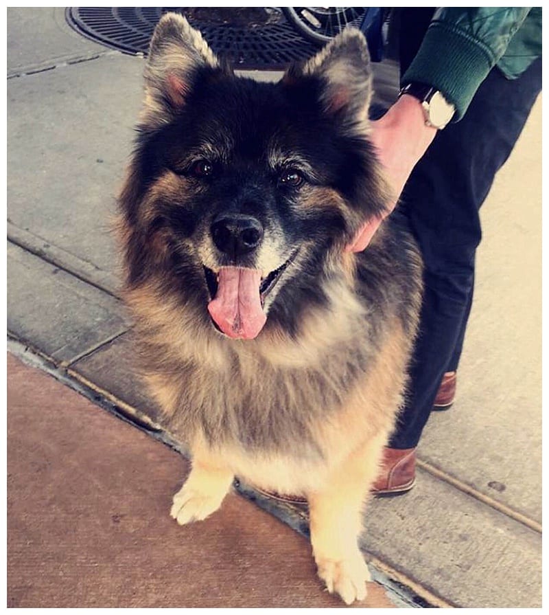 German Shepherd Husky Malamute Mix Photos