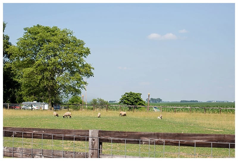 willow creek farm animals