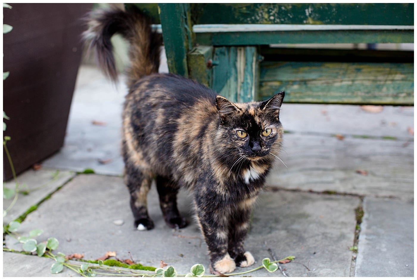 cat mahomet il